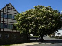 Espenschied
